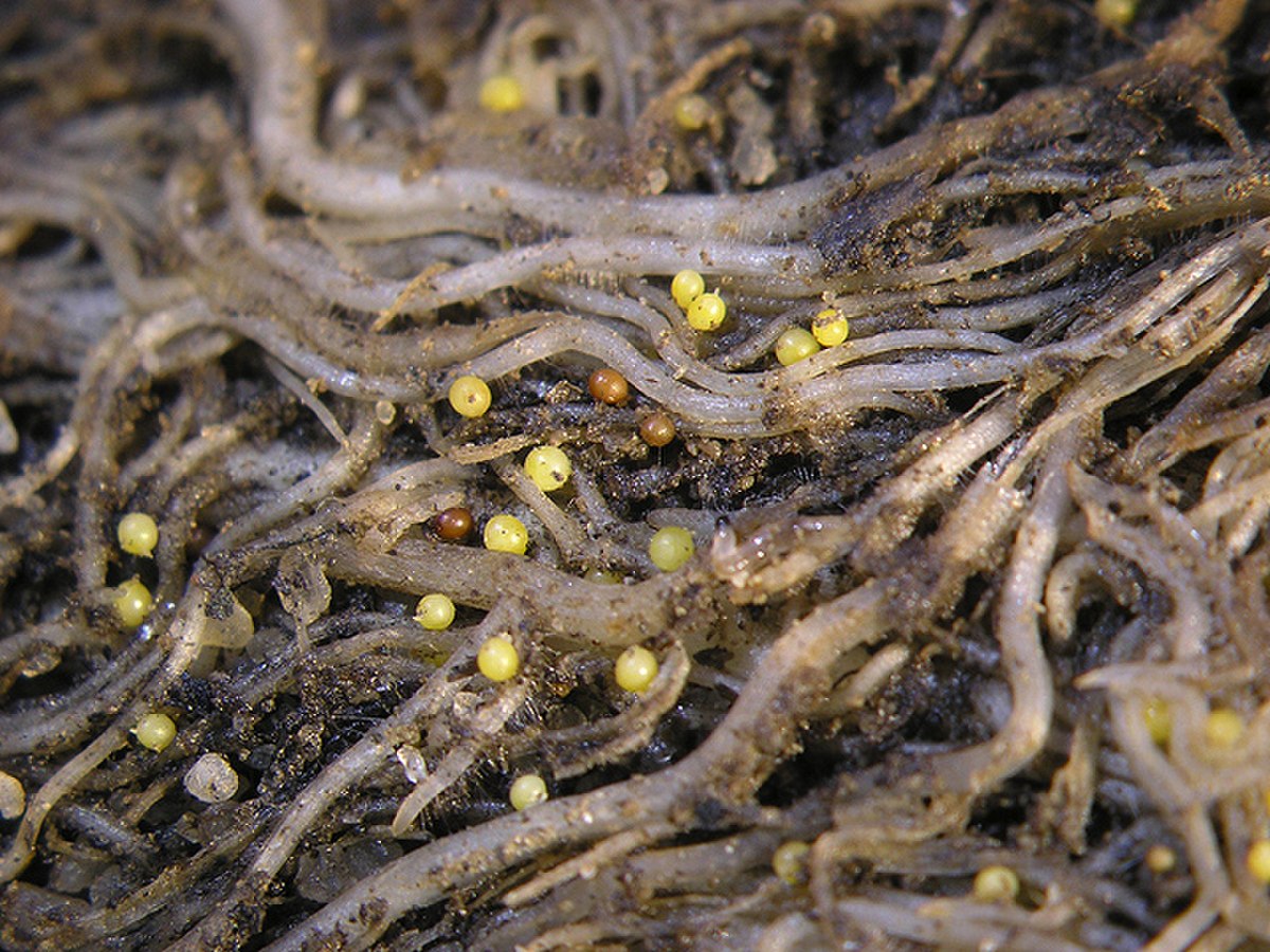 Nématode à kyste de la pomme de terre