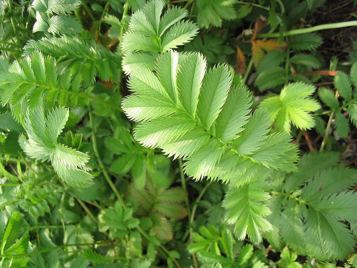 Feuilles