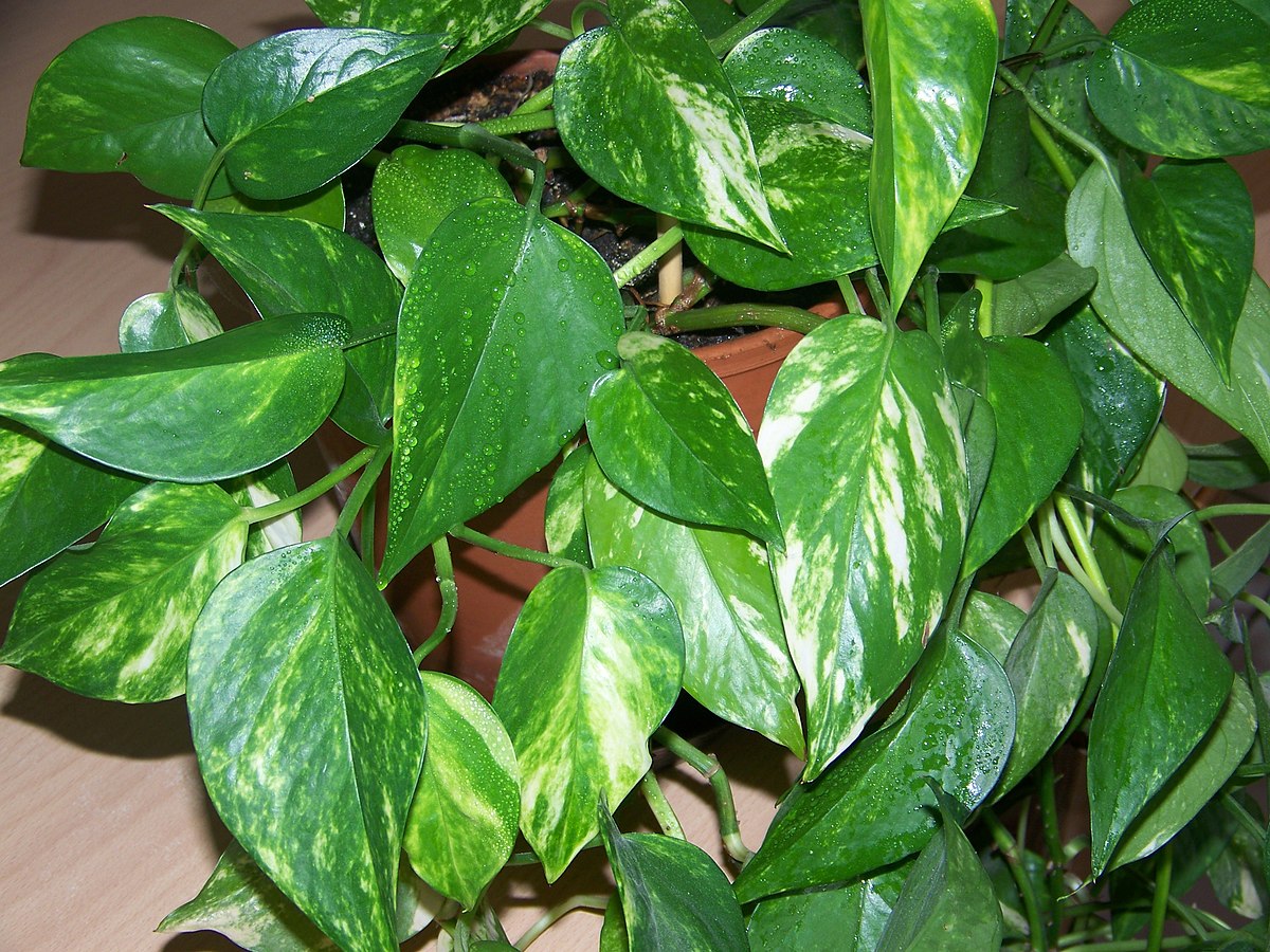 Epipremnum aureus