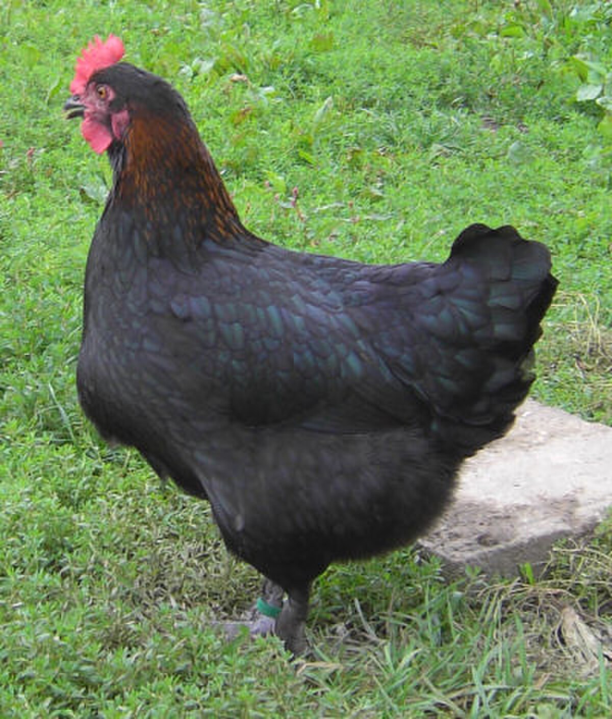 Poule Marans NC