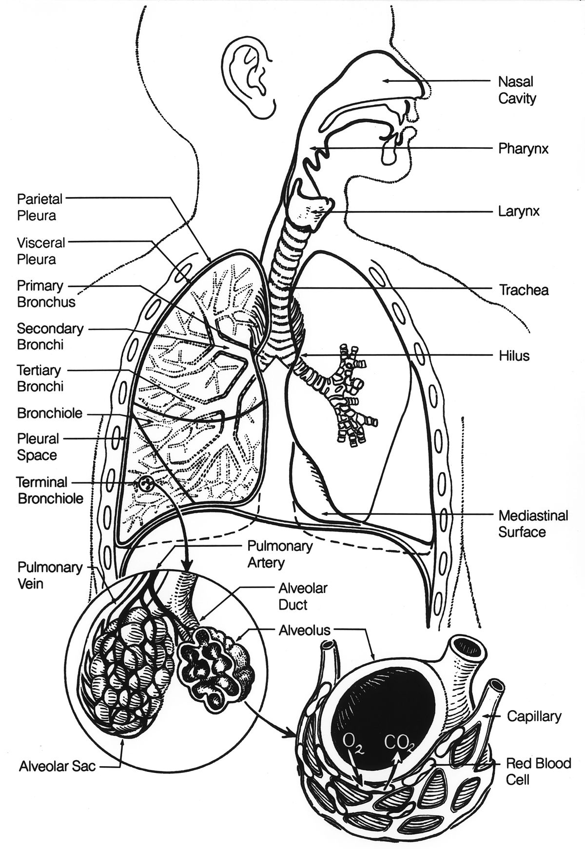 Larynx