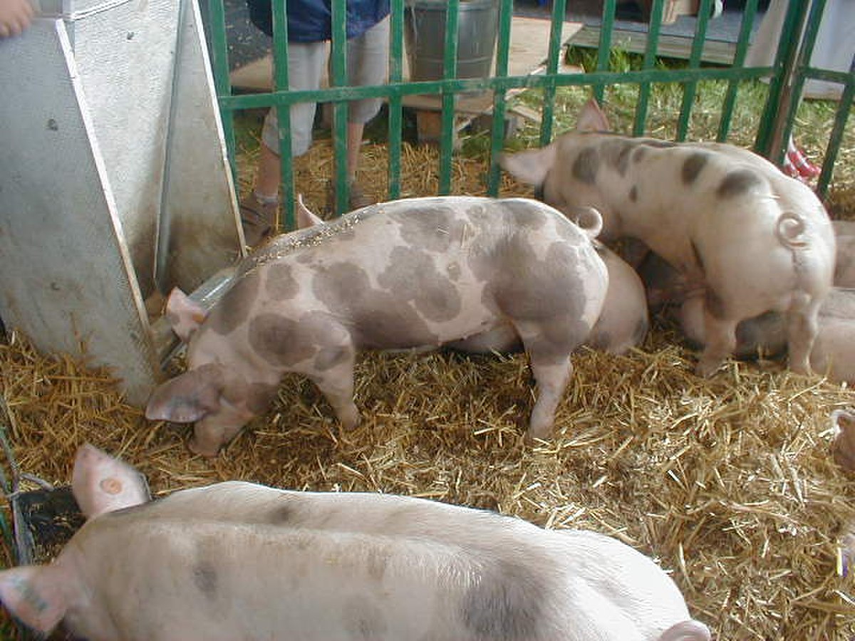 Piétrain (porc)