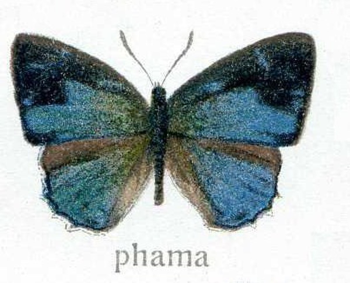 Poritiinae