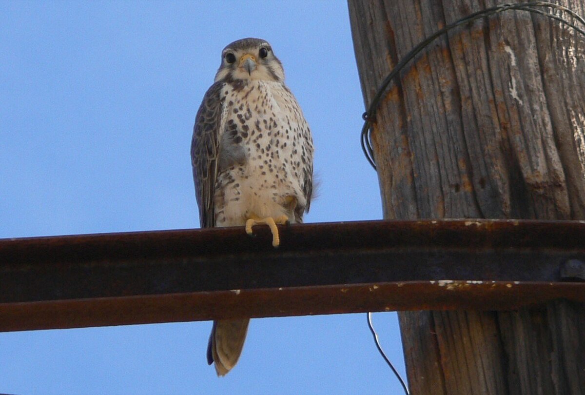 Faucon des prairies
