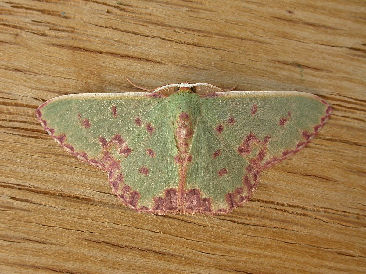 Prasinocyma