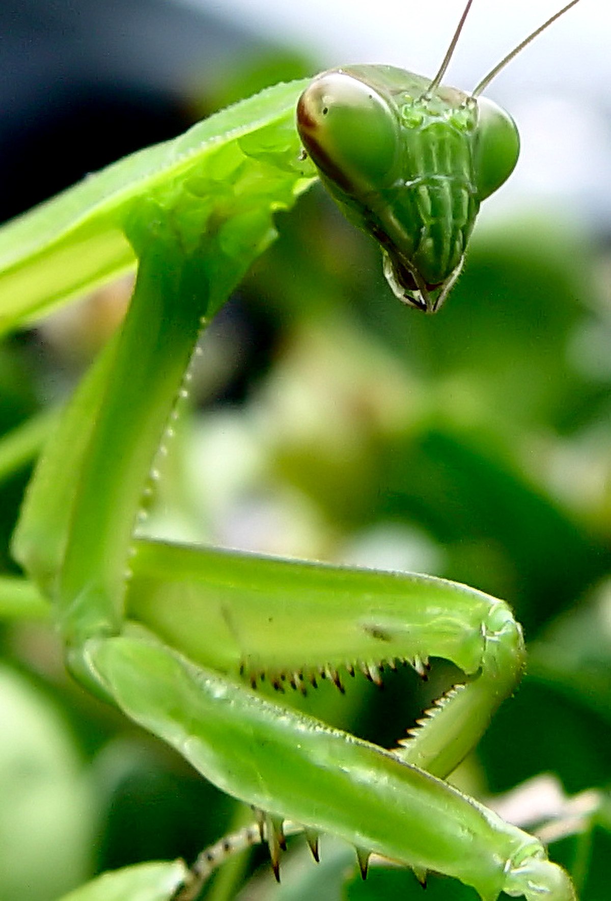 Dictyoptera