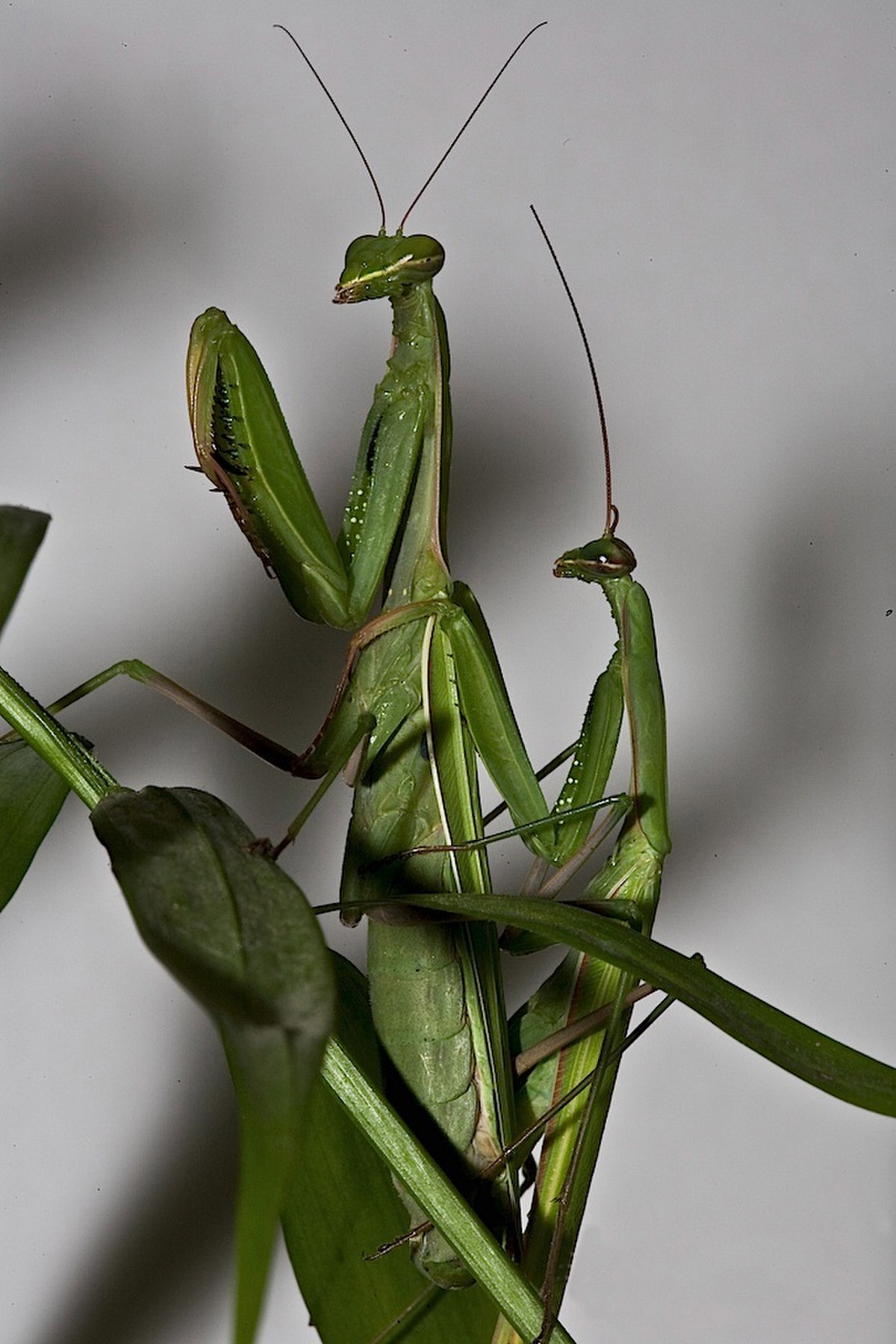 Accouplement