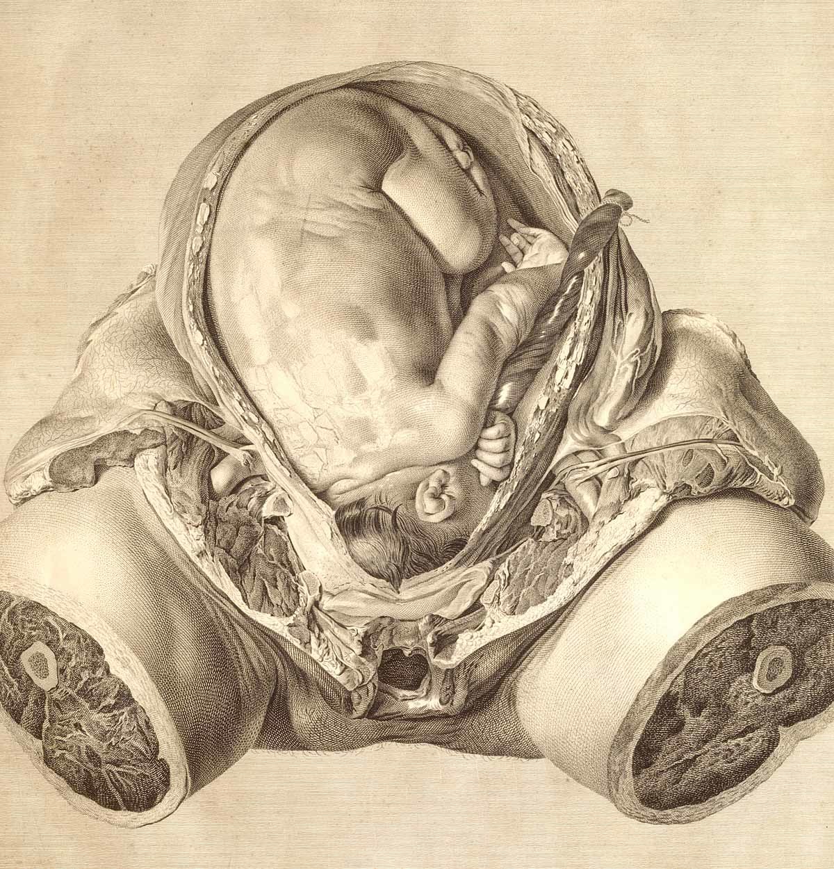Utérus
