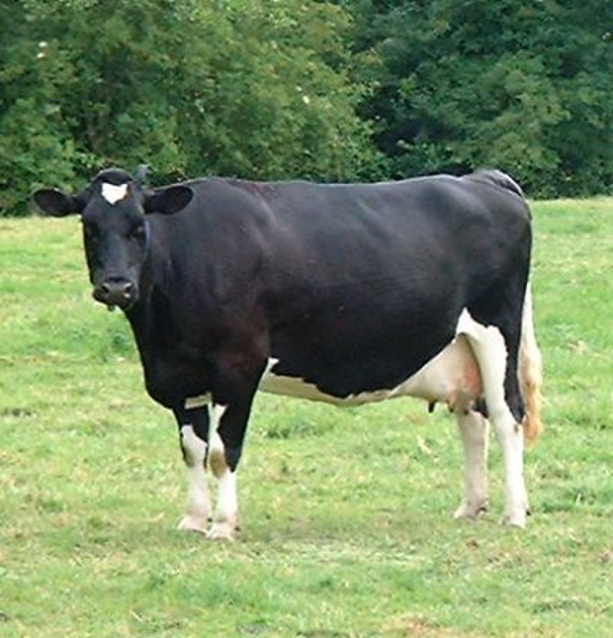Prim'Holstein