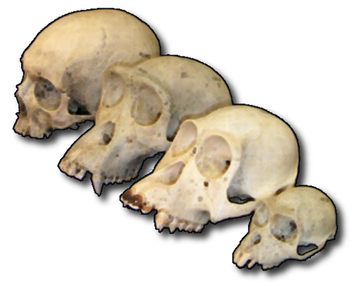 Paléoanthropologie