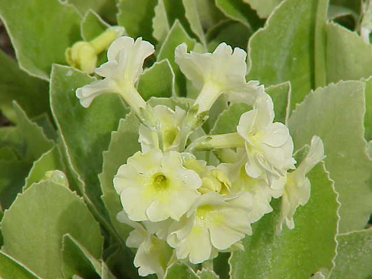 Primulaceae