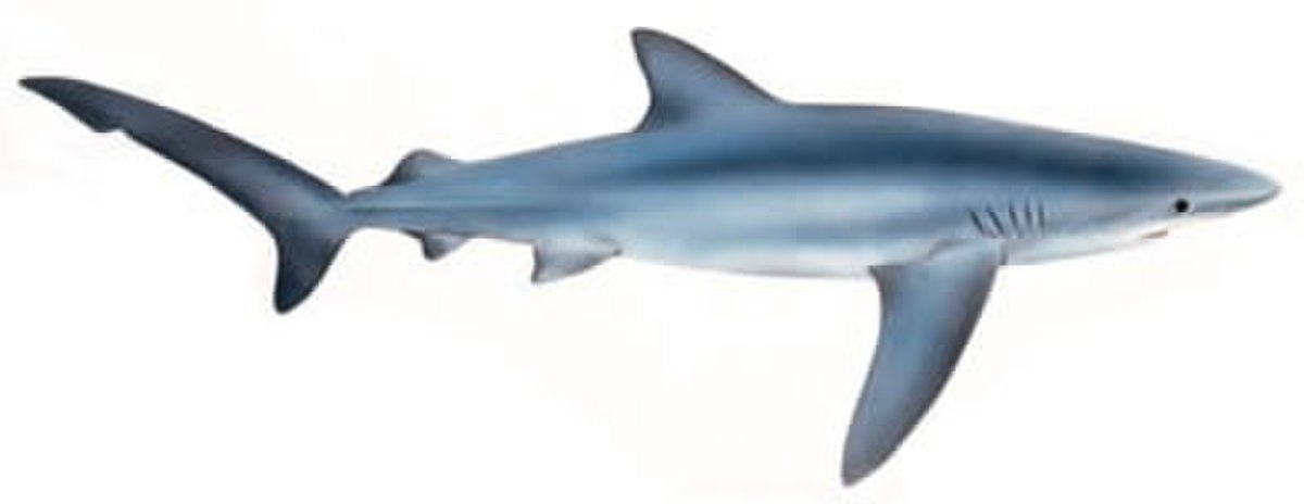 Requin bleu