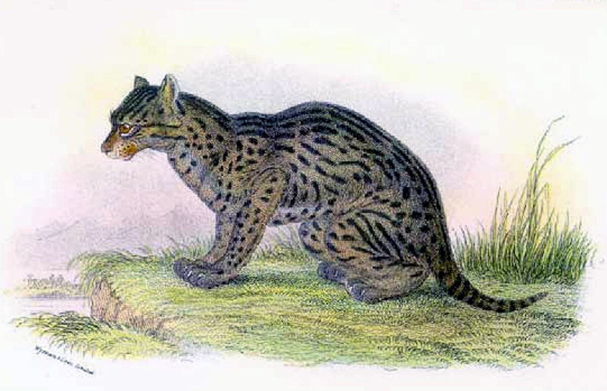 Prionailurus
