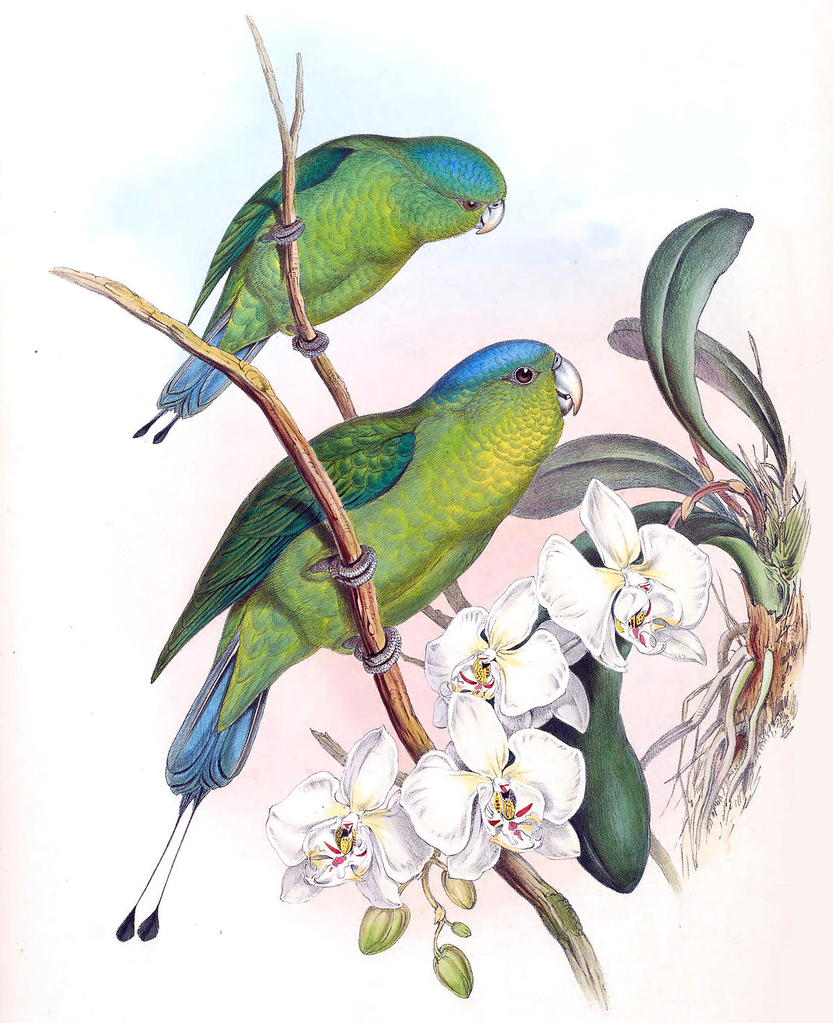 Prioniturus