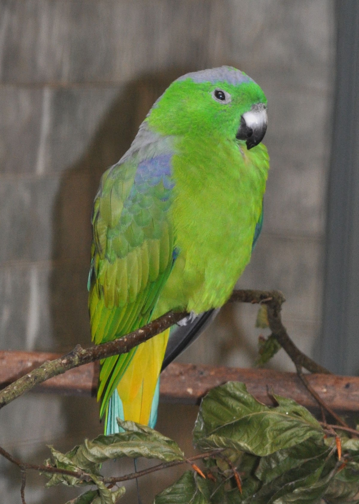 Palette de Buru
