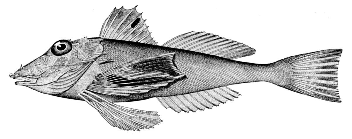 Prionotus
