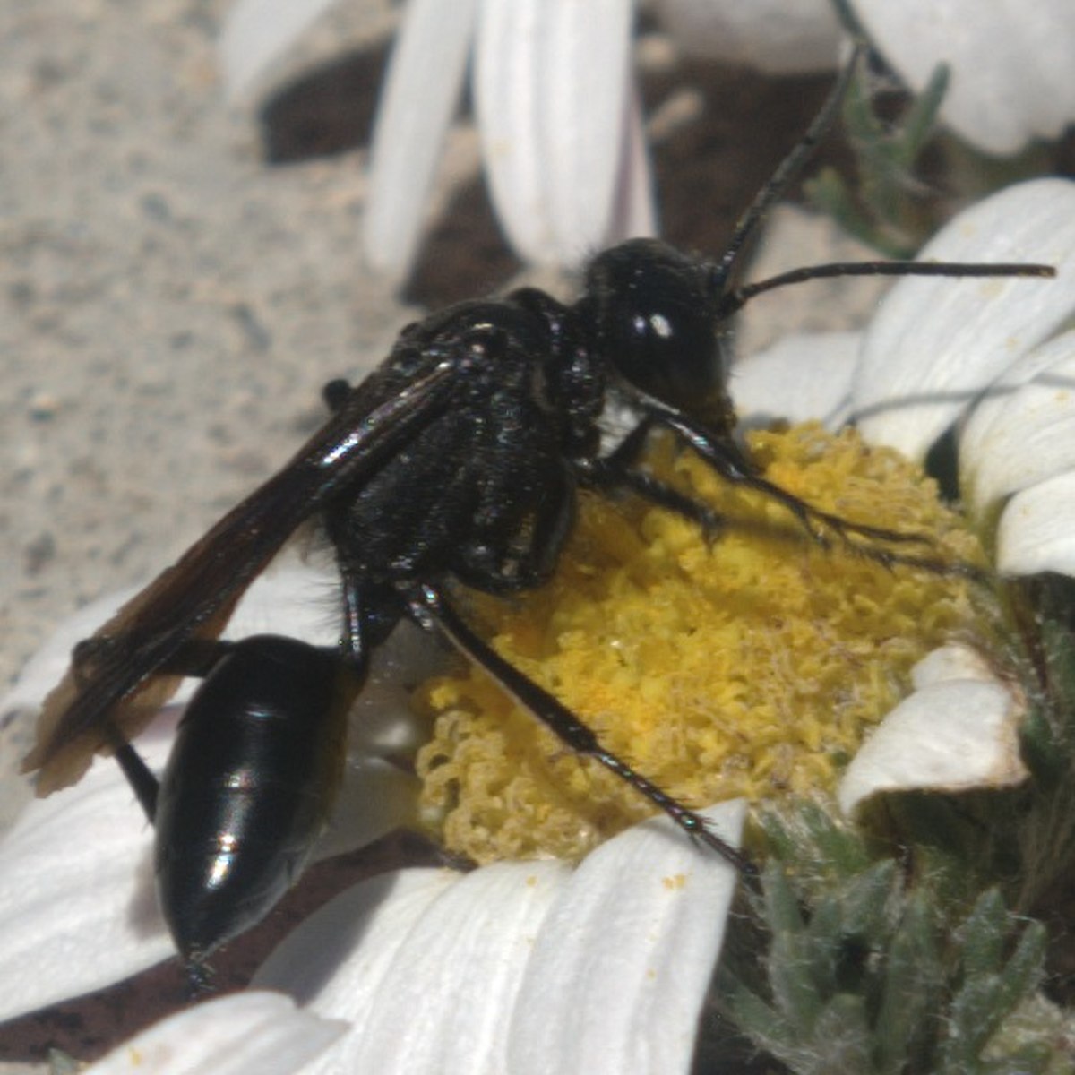 Prionyx