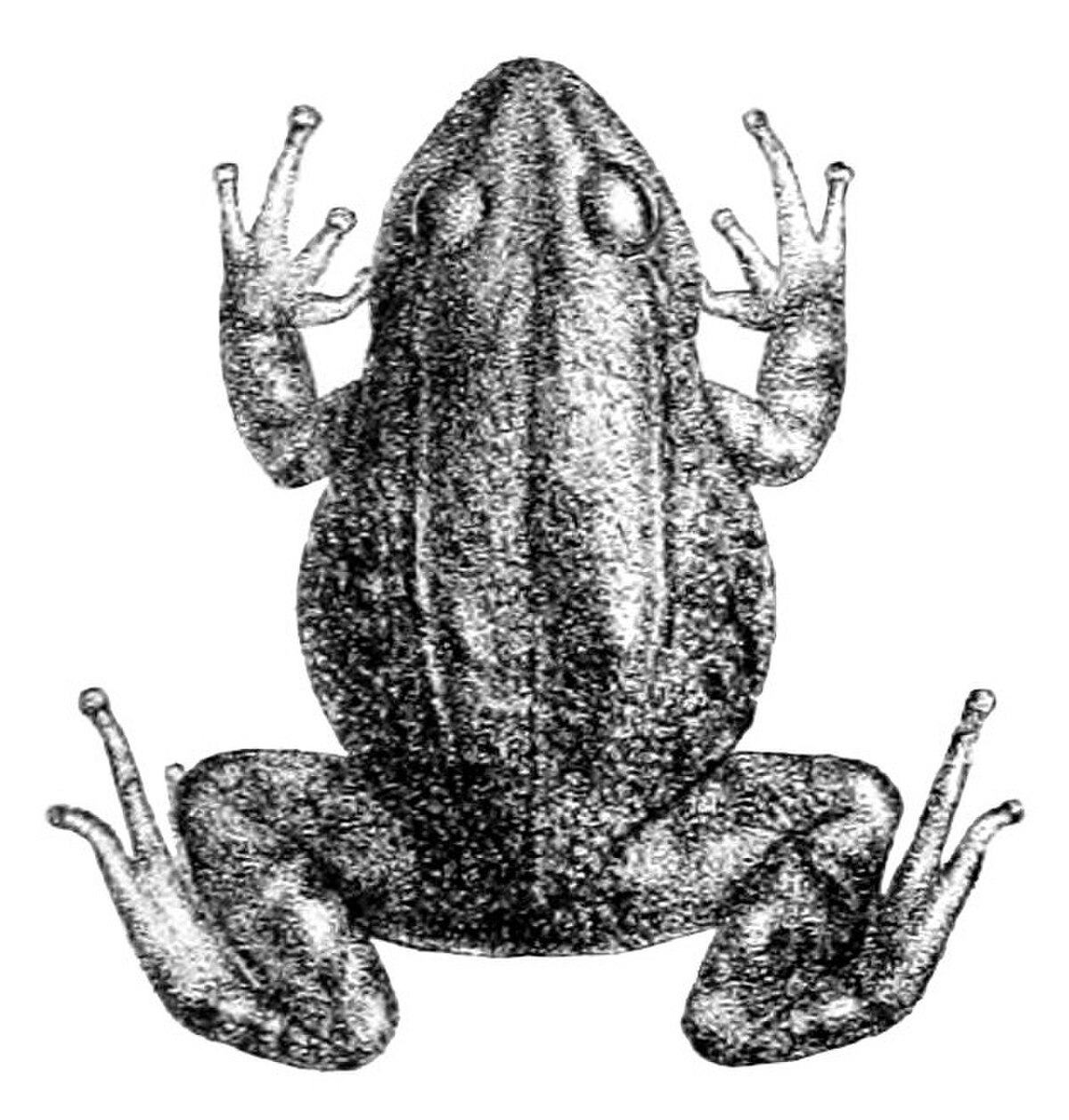 Pristimantis curtipes
