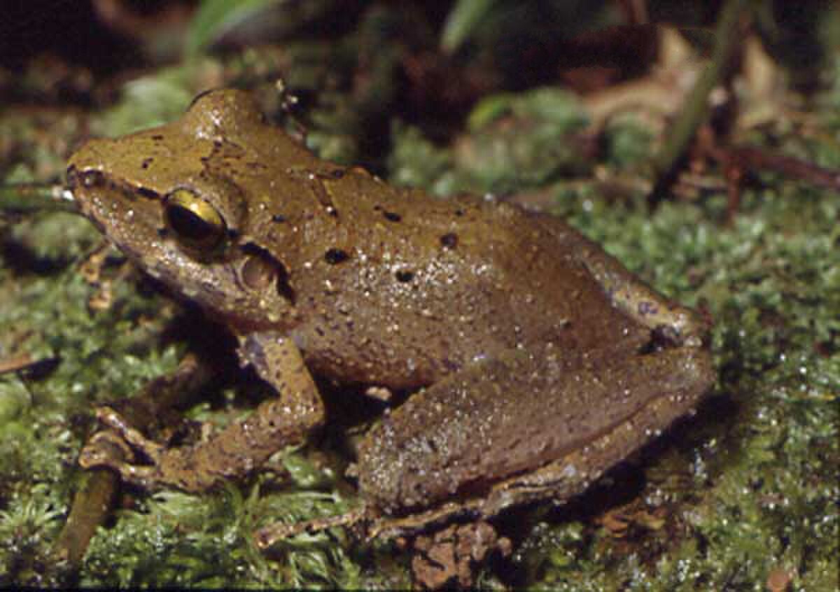 Pristimantis fenestratus