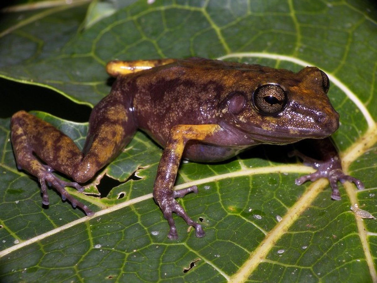 Pristimantis