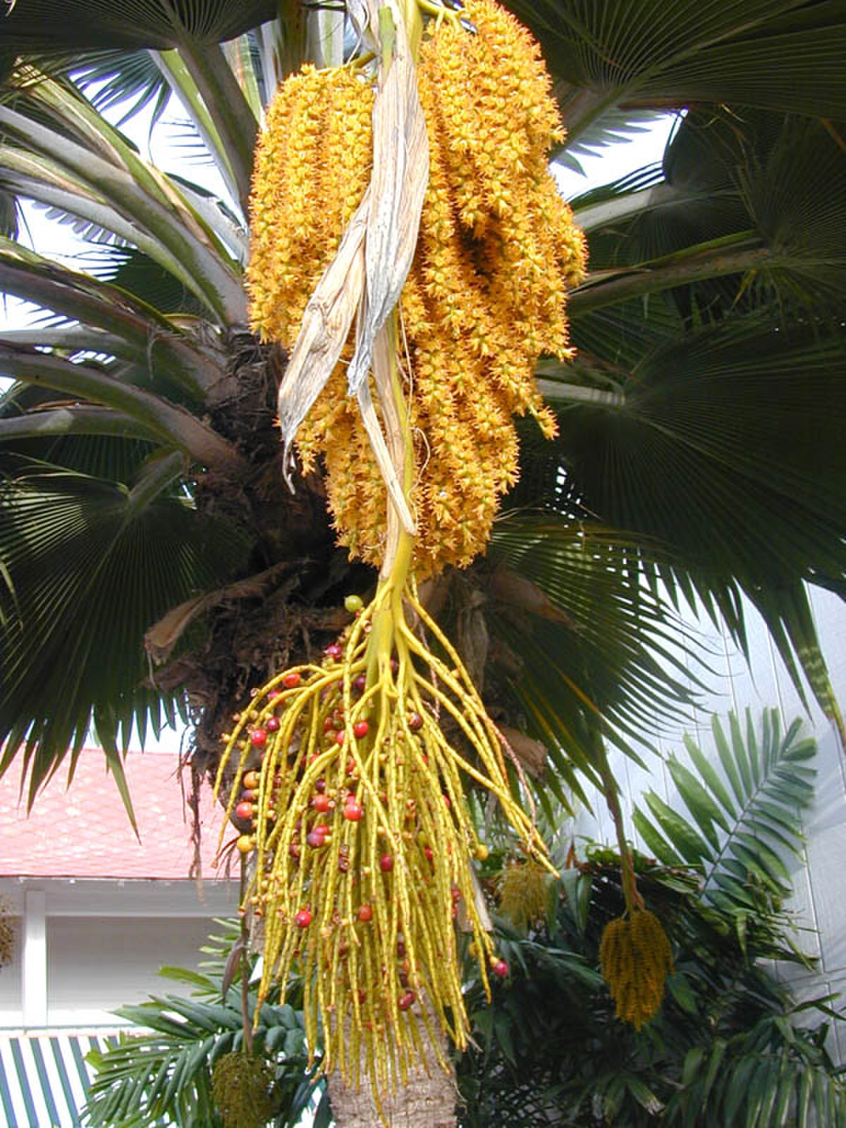 Pritchardia