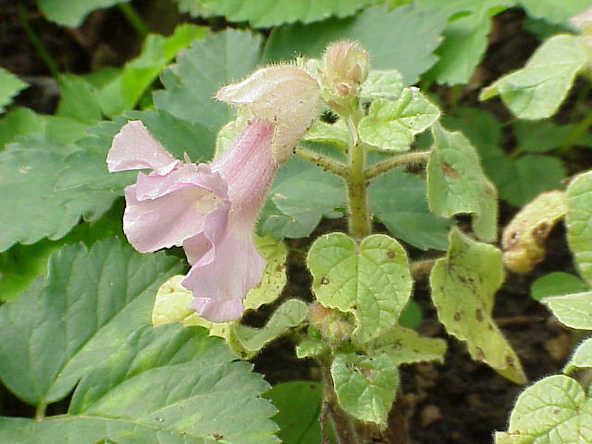 Martyniaceae