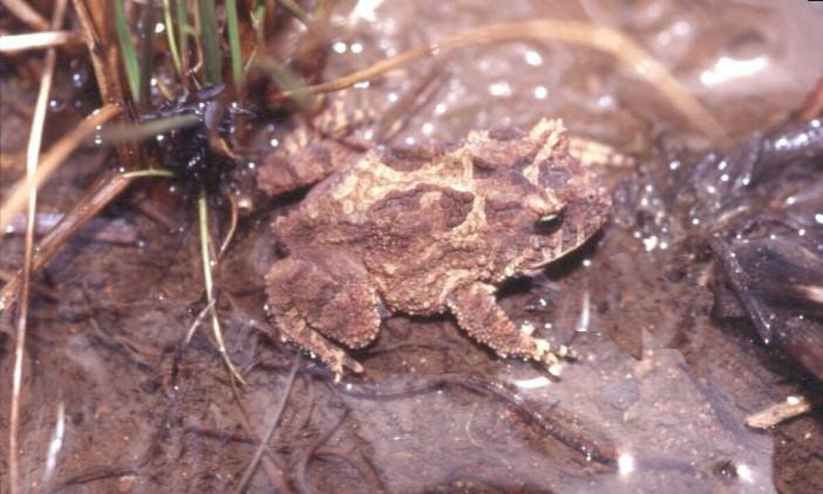 Proceratophrys avelinoi
