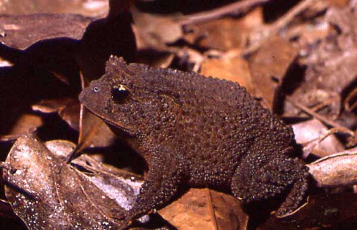 Proceratophrys bigibbosa