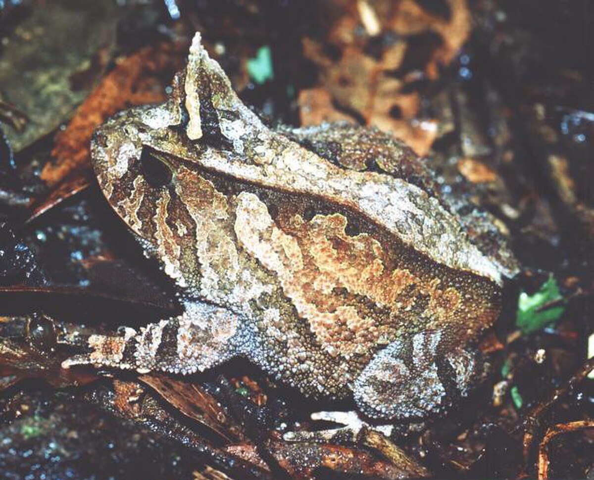 Proceratophrys