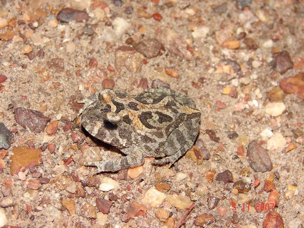 Proceratophrys cururu