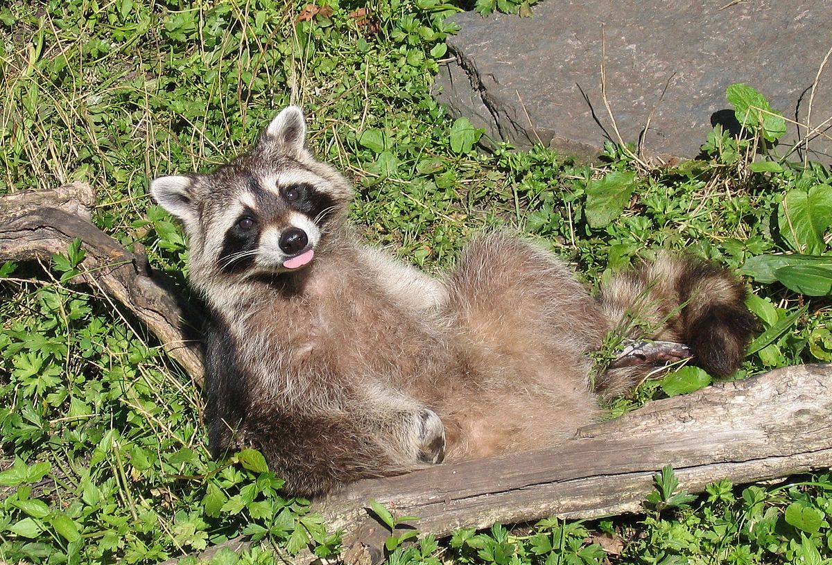 Procyon lotor (xndr).JPG