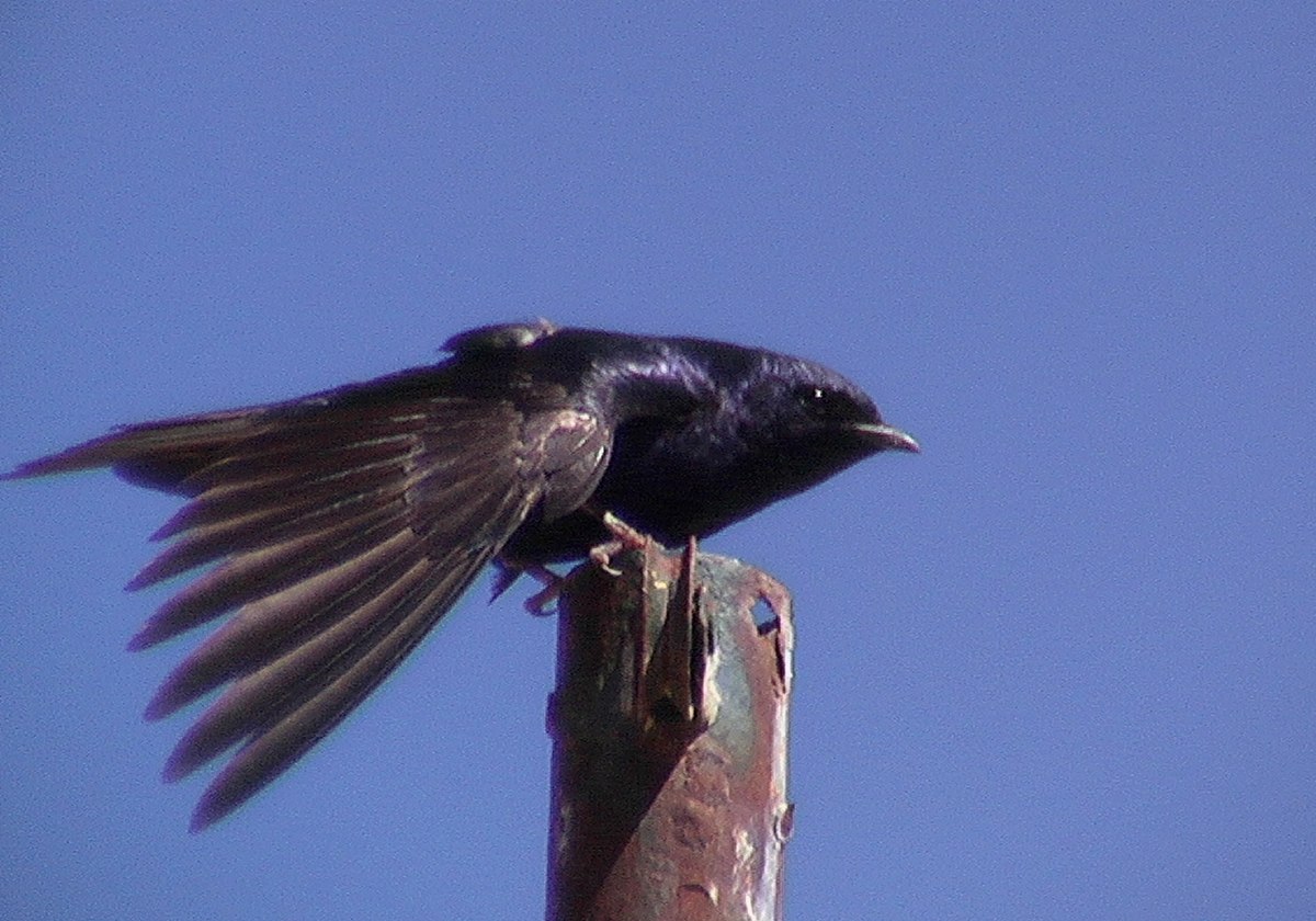 Hirondelle gracieuse