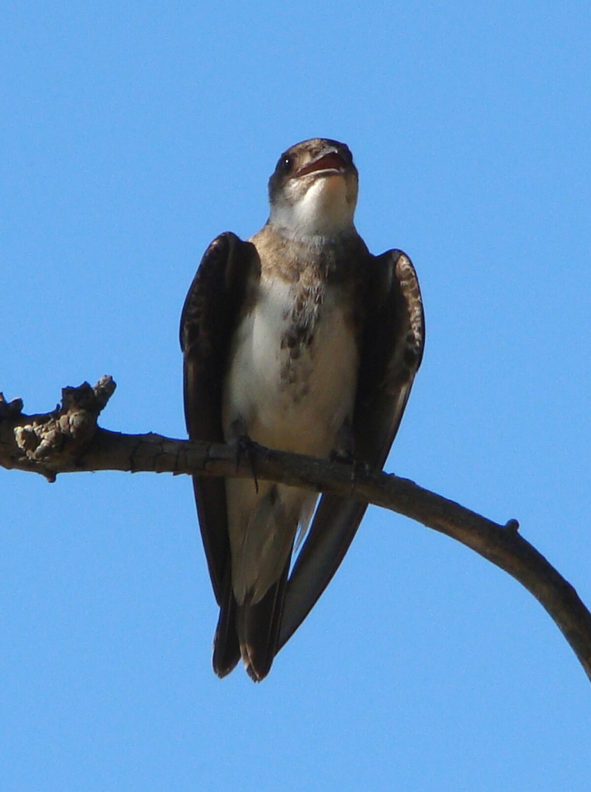 Hirondelle tapère