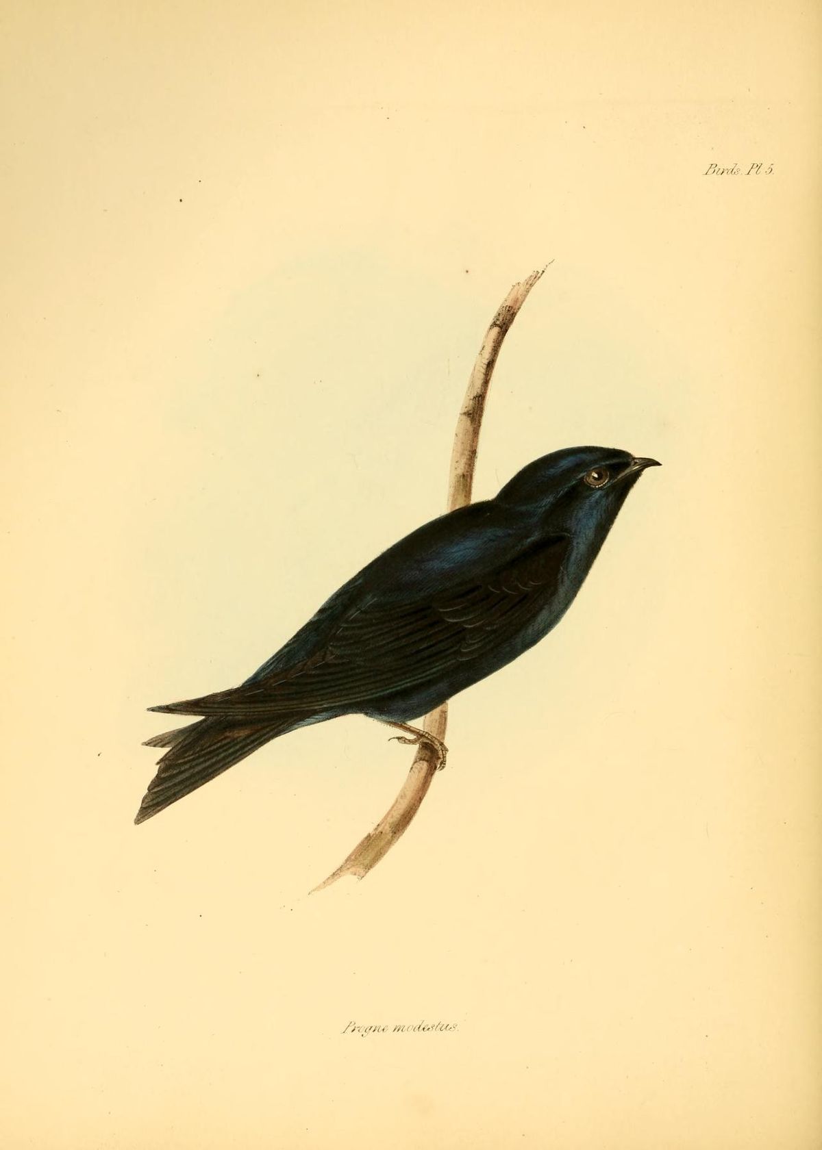Hirondelle sombre