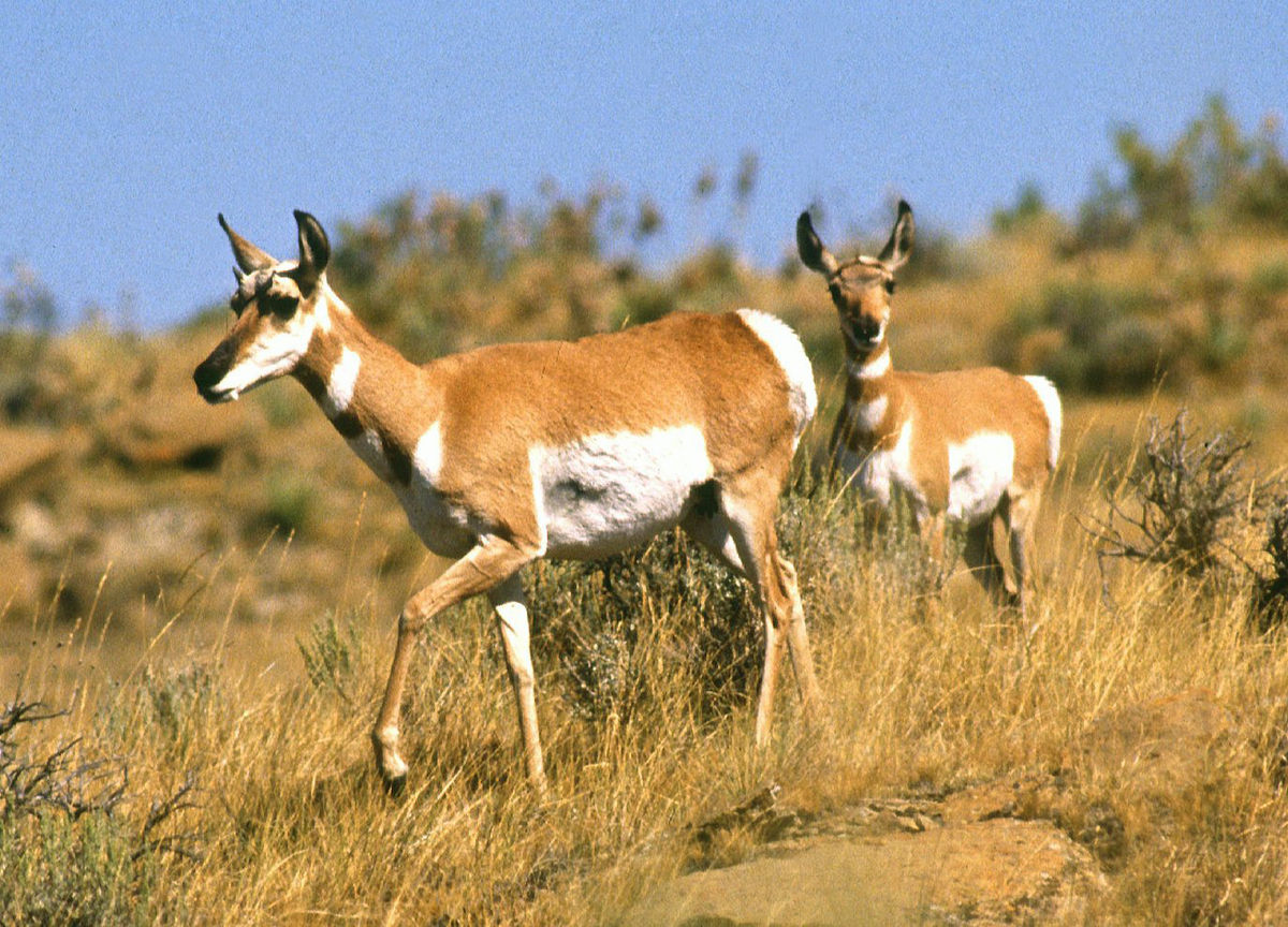 Antilocapra americana