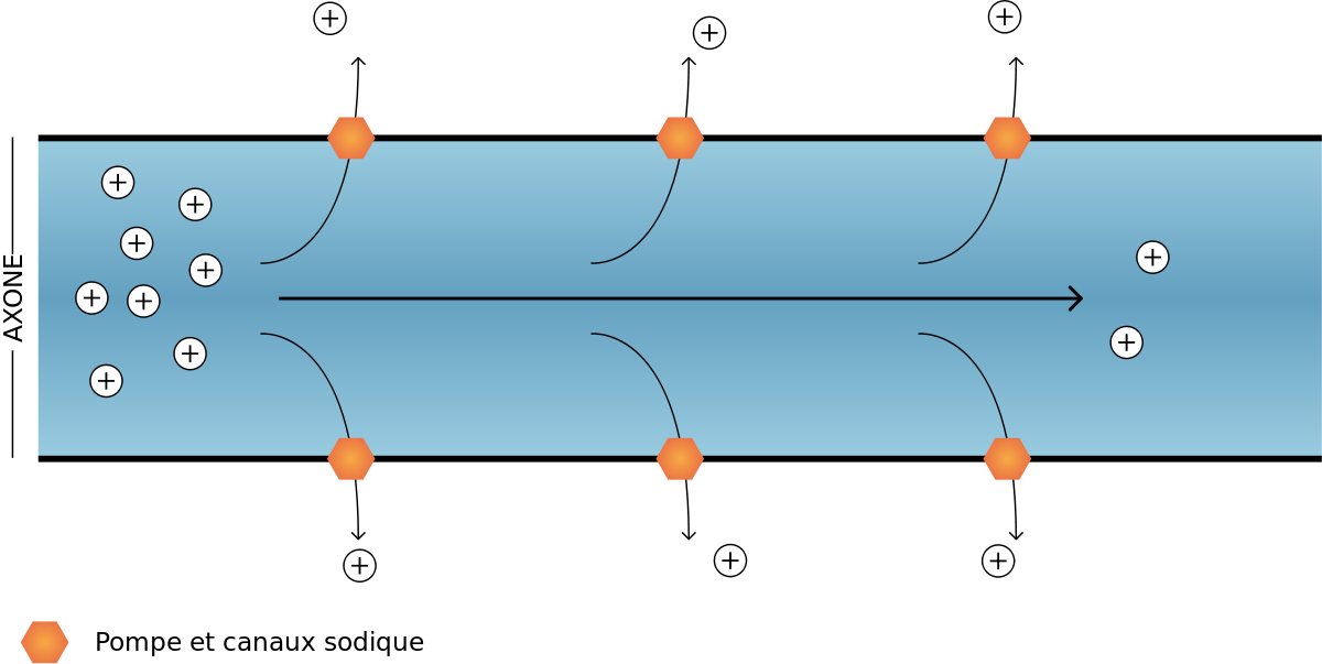 Propagation d'un potentiel décrémentiel