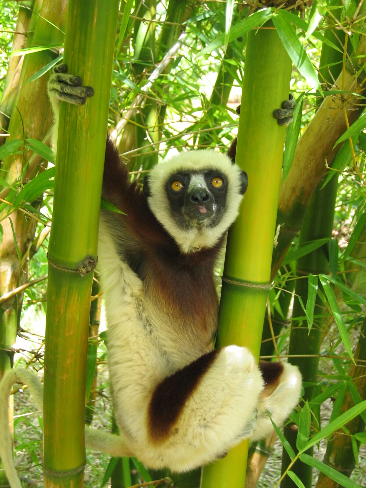 Sifaka
