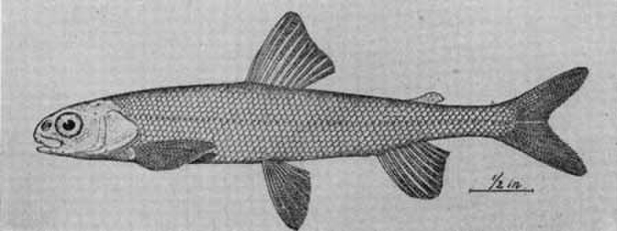 Prosopium coulteri