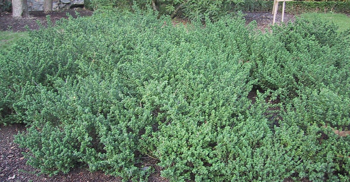 Prostanthera