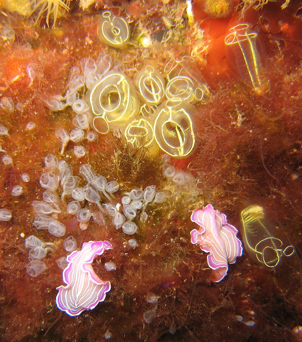Clavelinidae