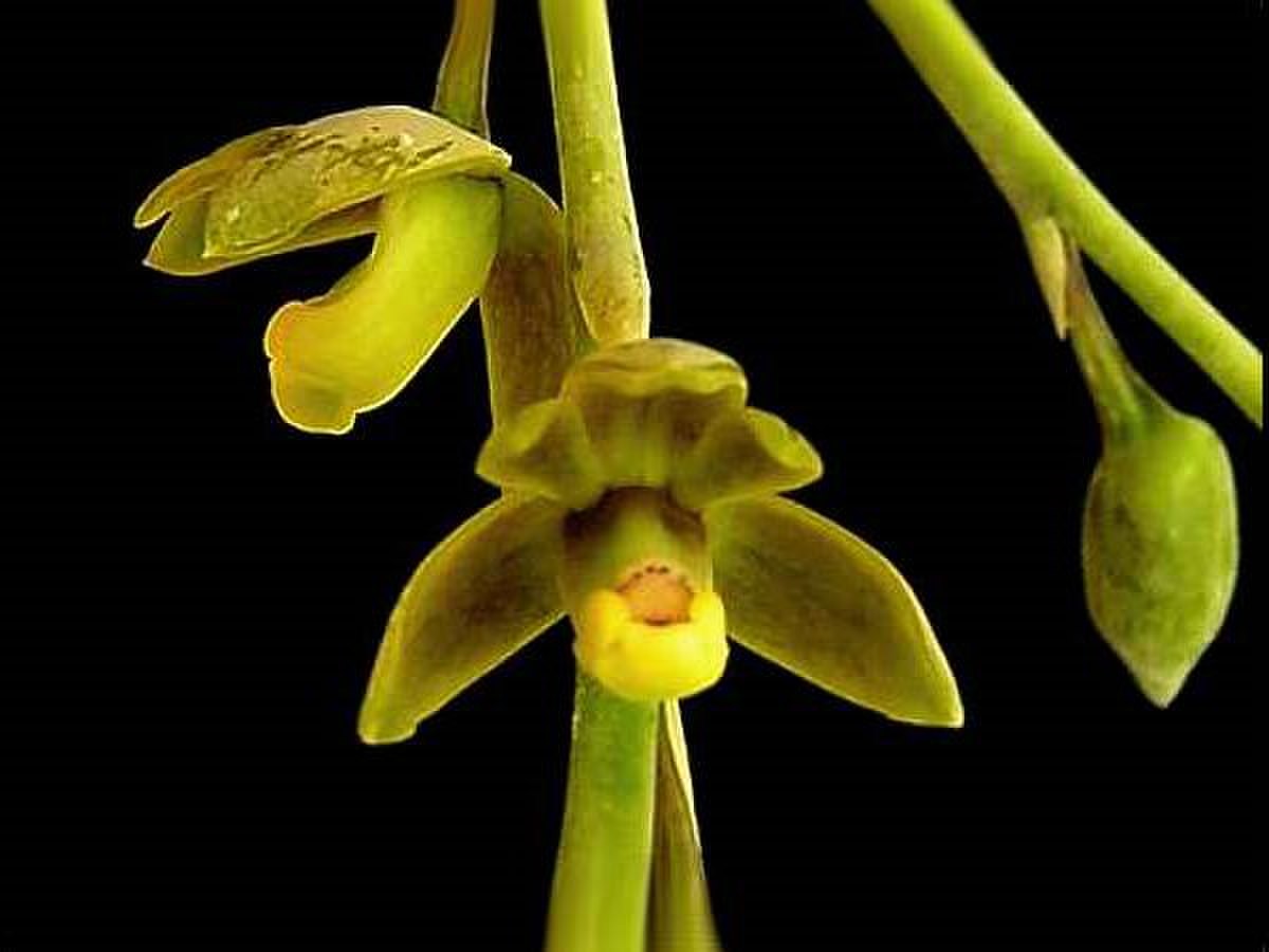 Prosthechea