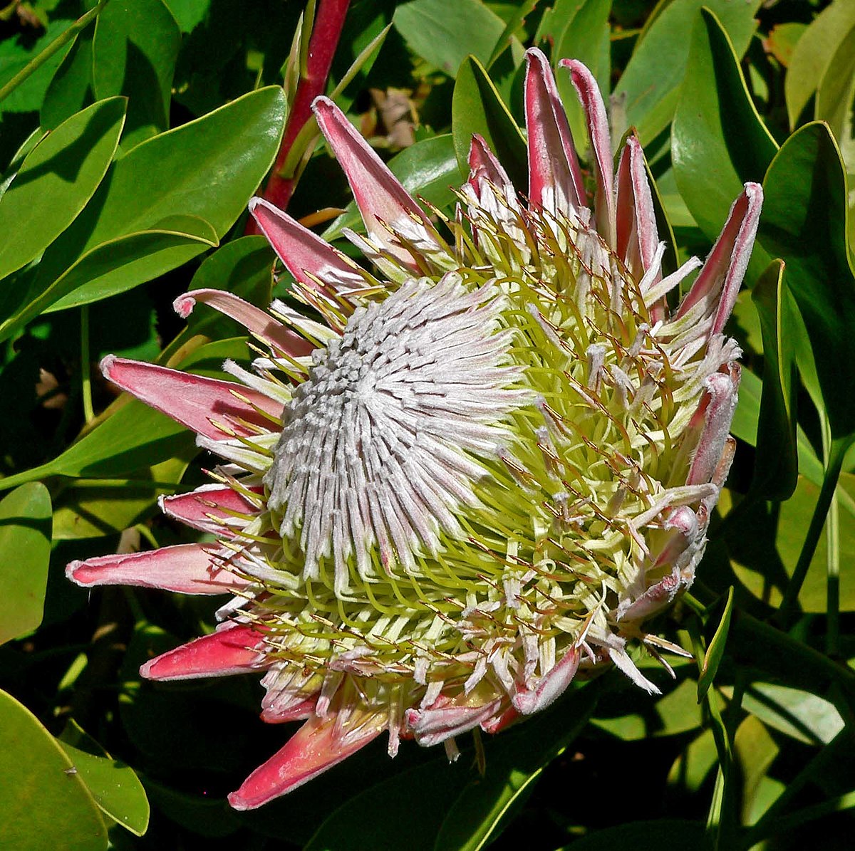 Protea