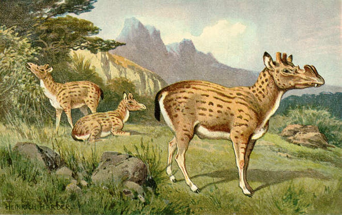 Protoceratidae