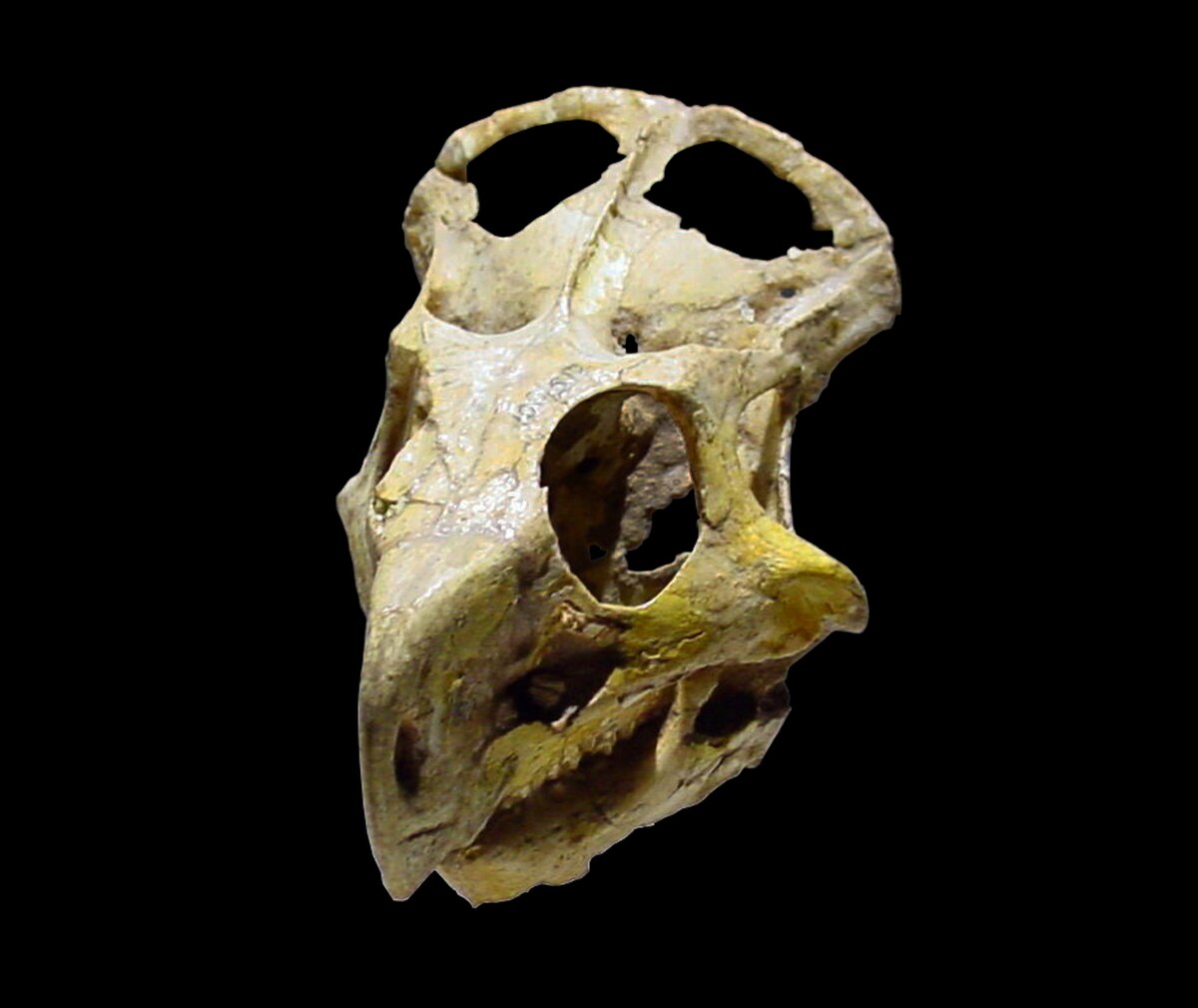 Protoceratops