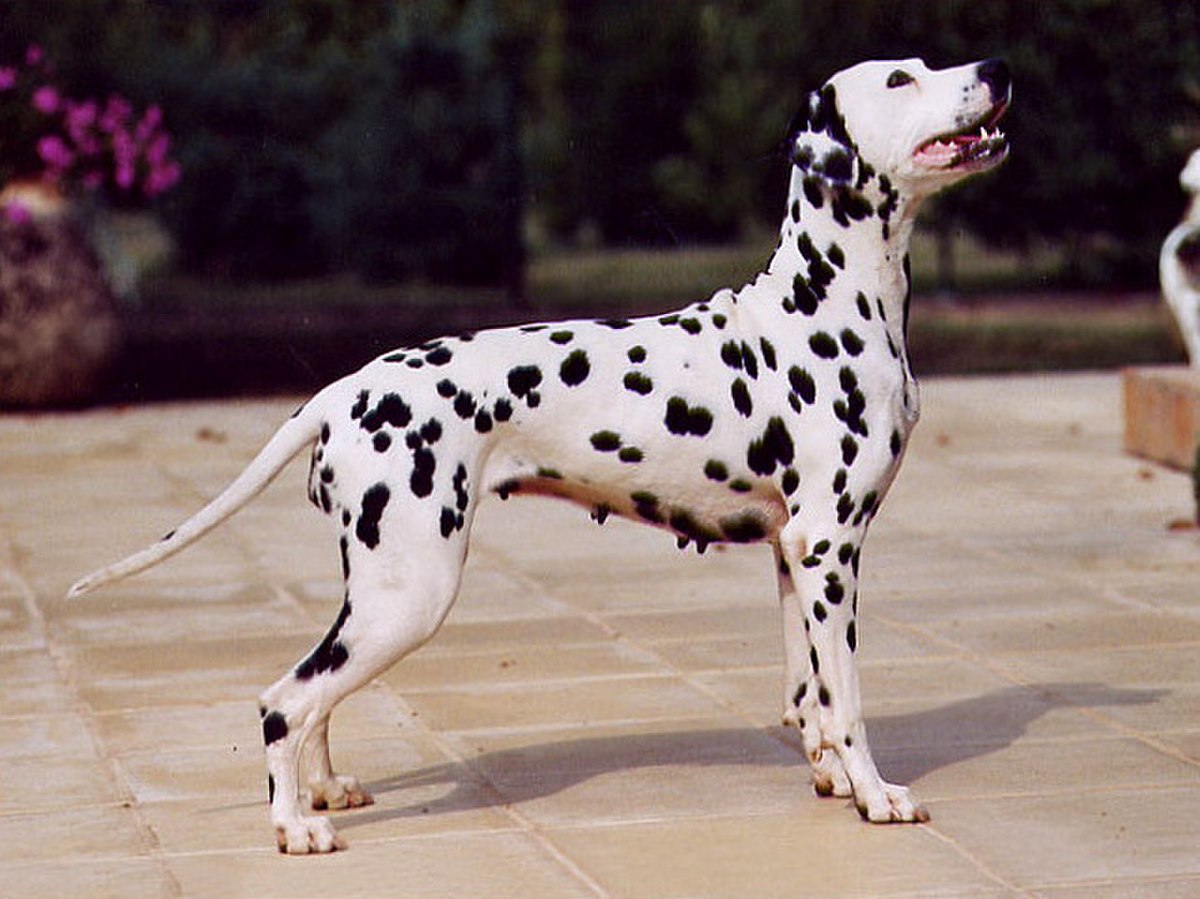Dalmatien