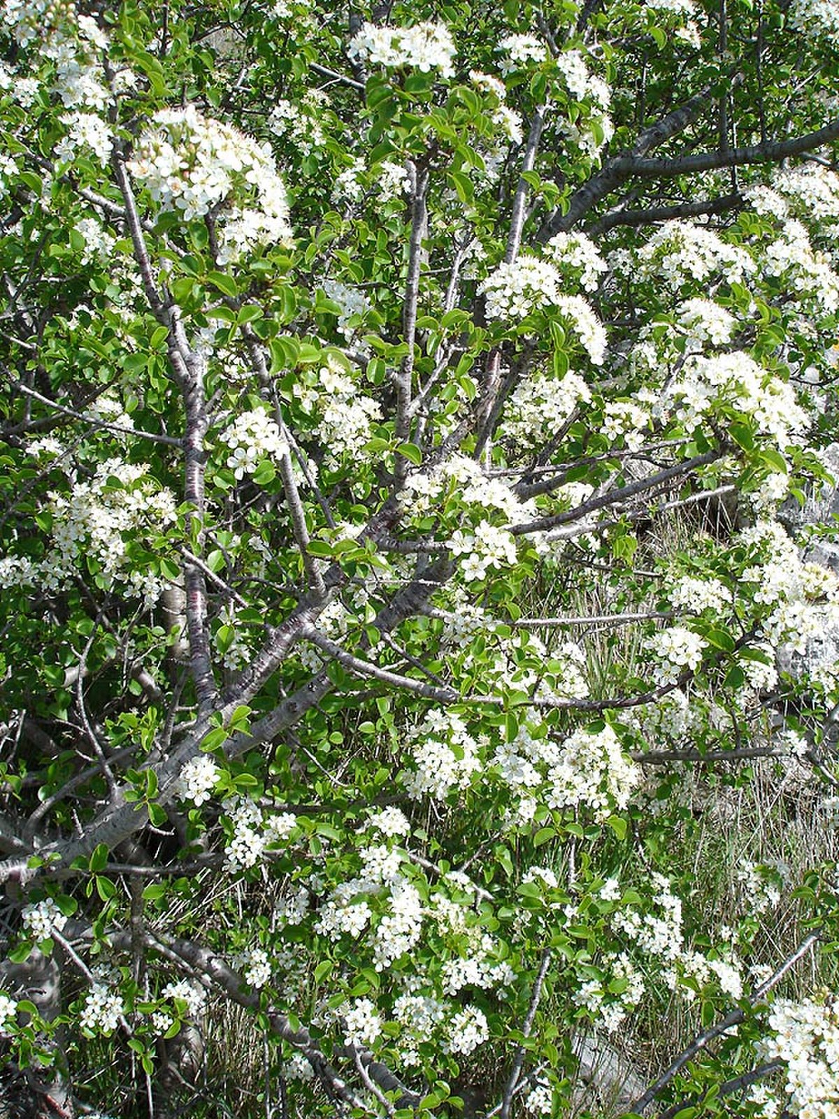 Bois de sainte Lucie