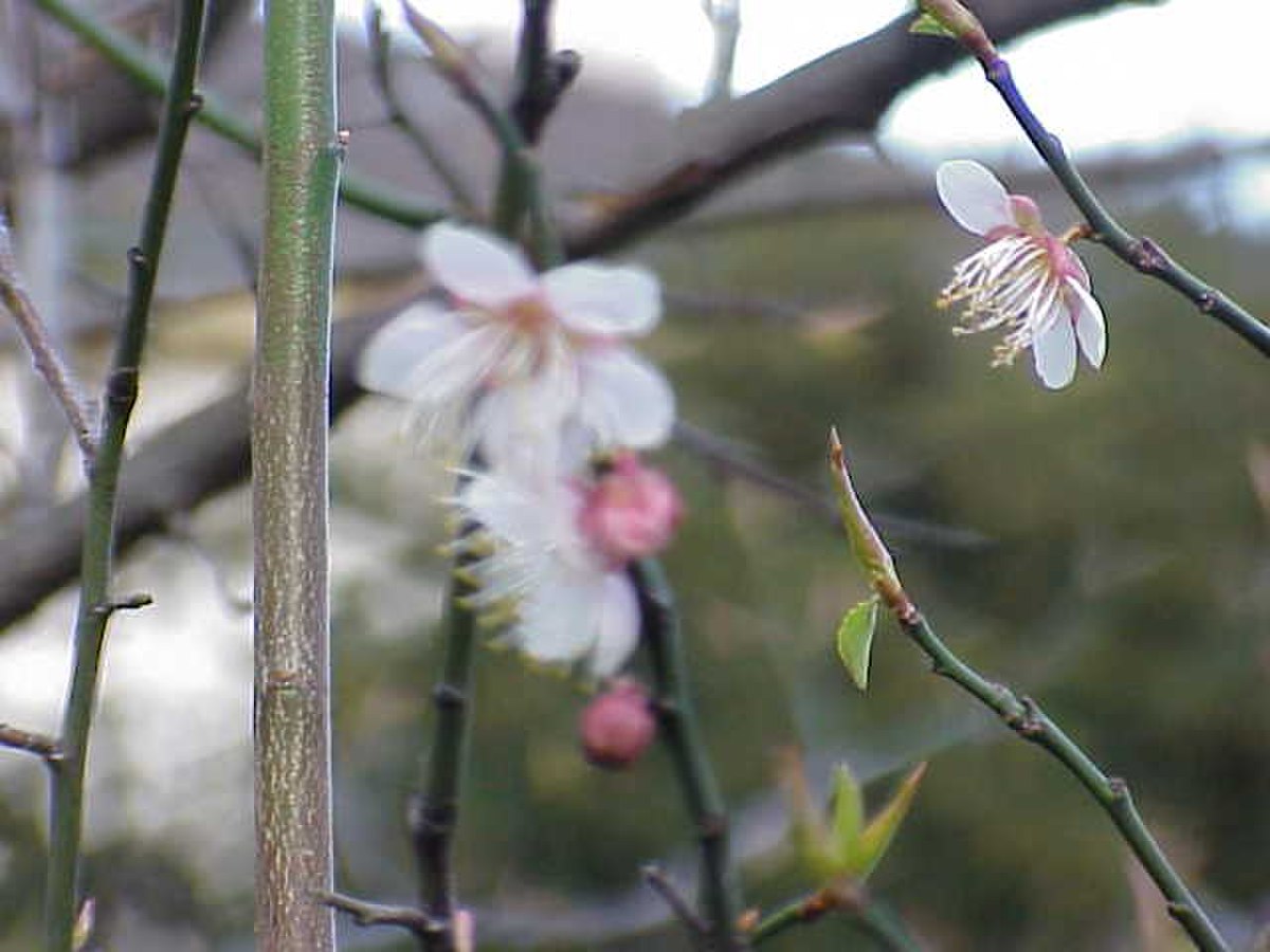 Abricotier du Japon