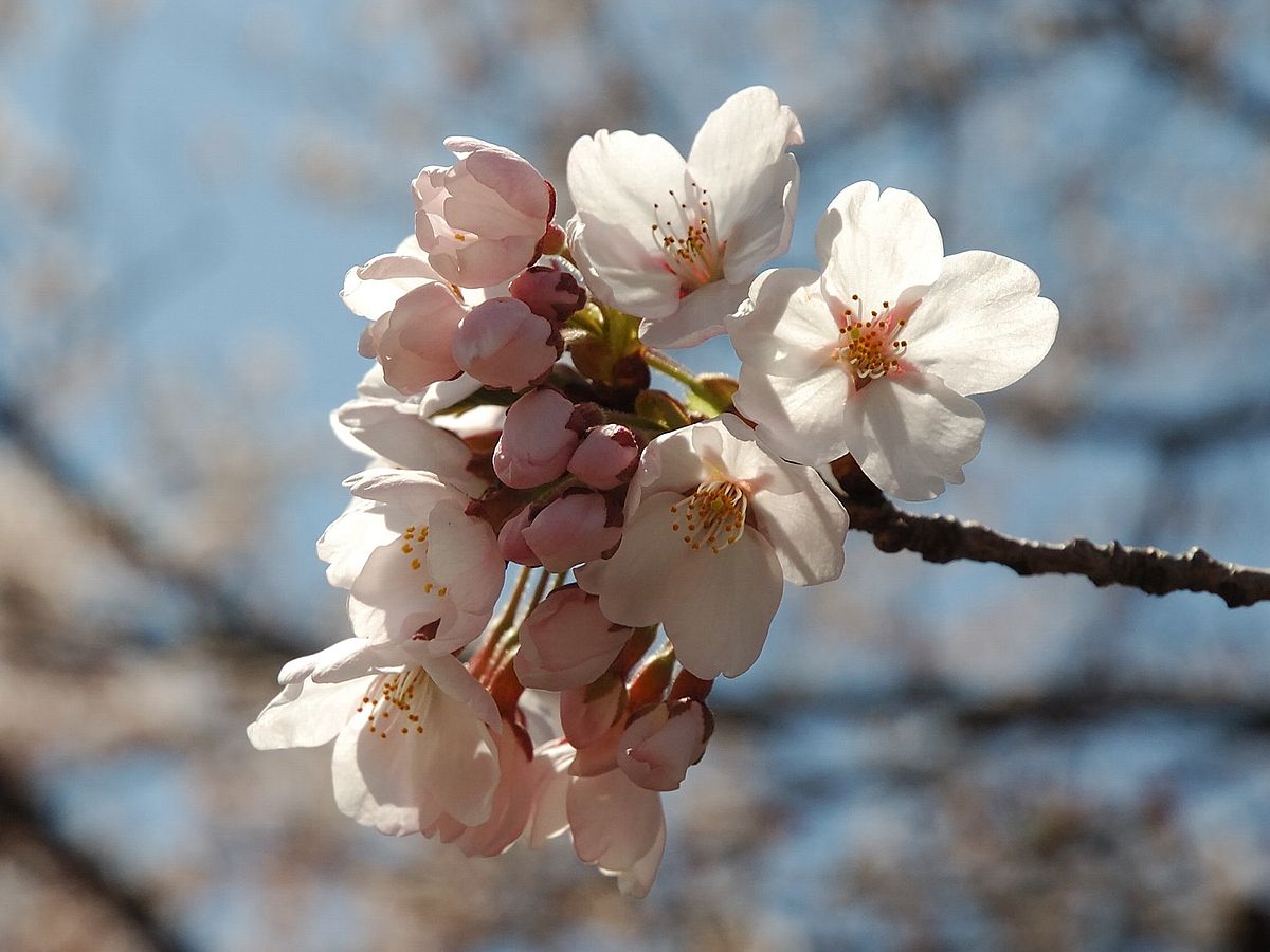 Cerisier du Japon