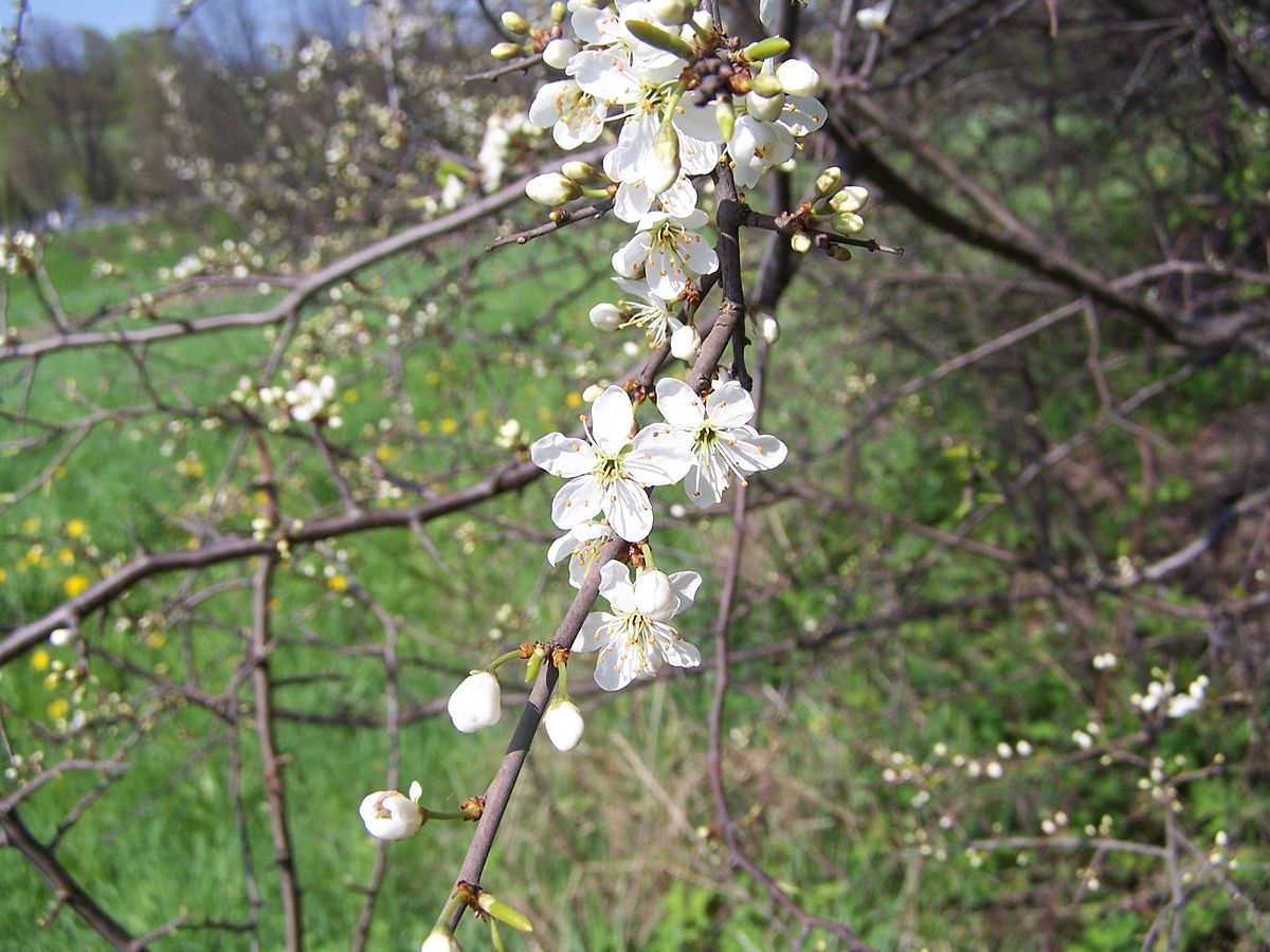 Fleurs