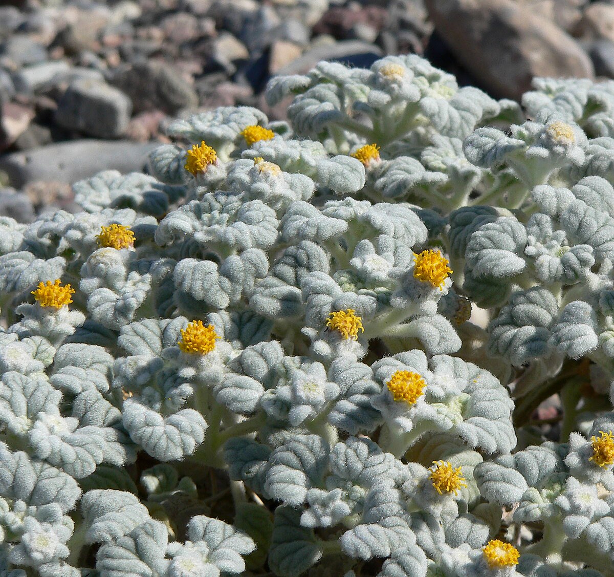 Psathyrotes ramosissima